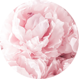 Pivoňka s mléčnými květy